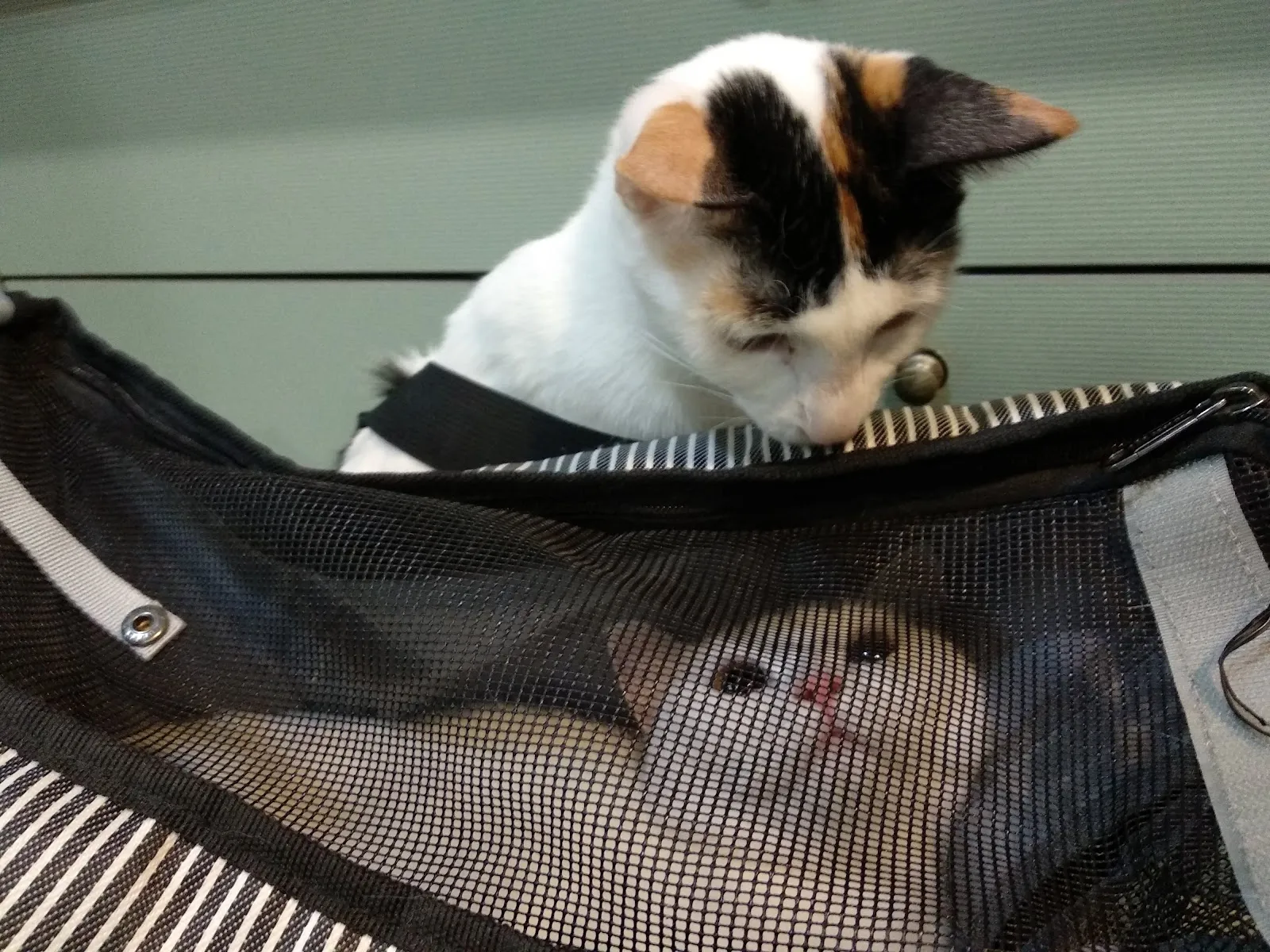 田中政男動物醫院