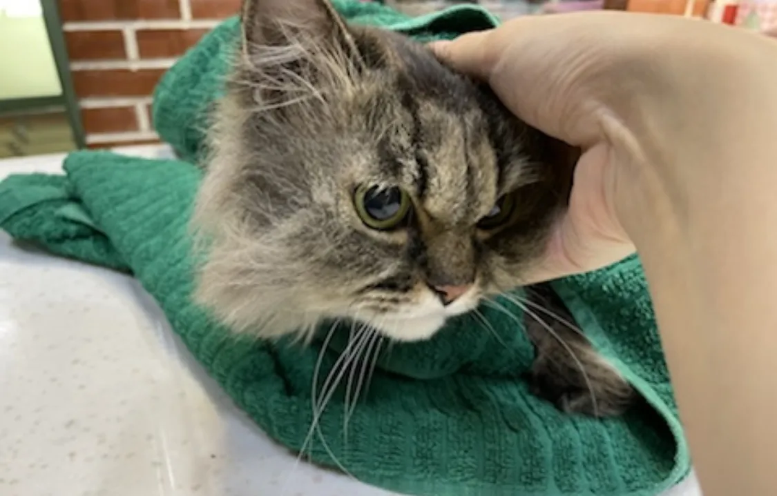 田中政男動物醫院