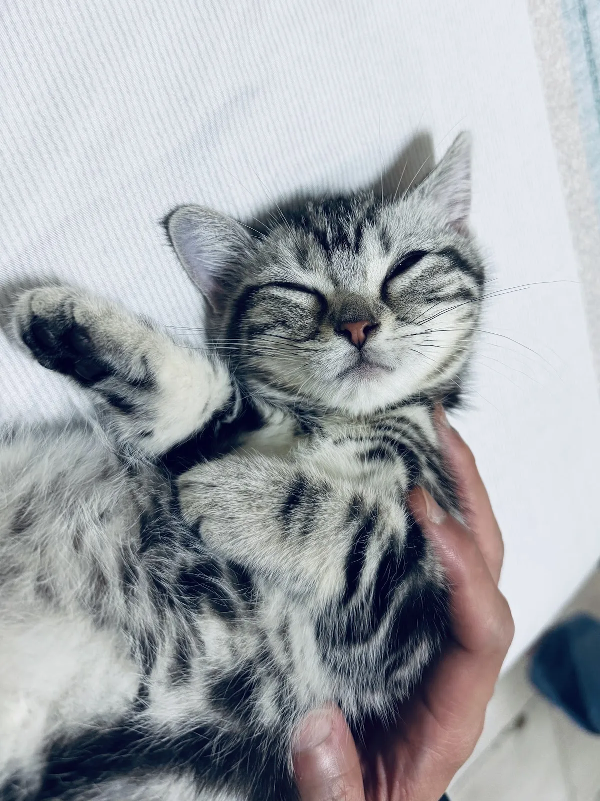 田中政男動物醫院