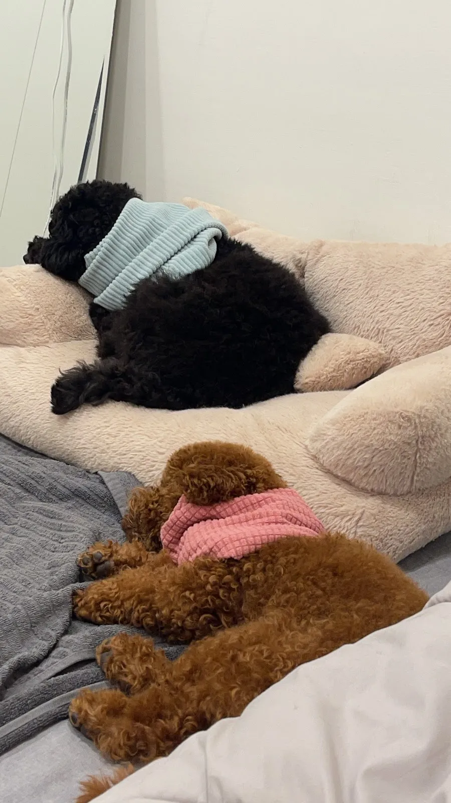 聖愛動物醫院大里分院