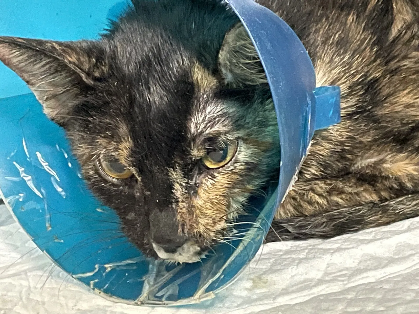 喬治亞動物醫院