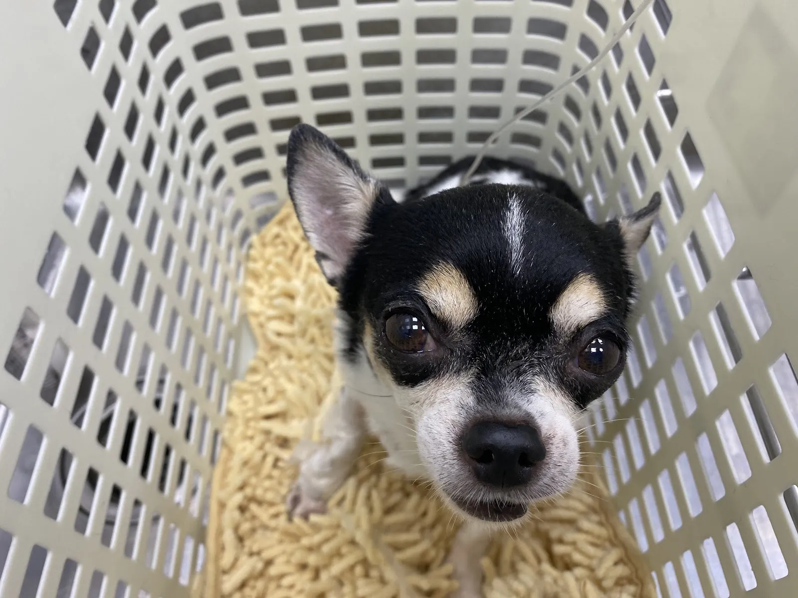 萬新動物醫院