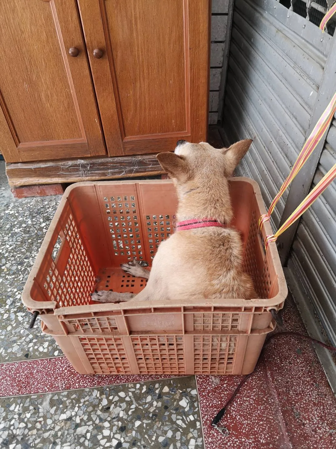 萬新動物醫院