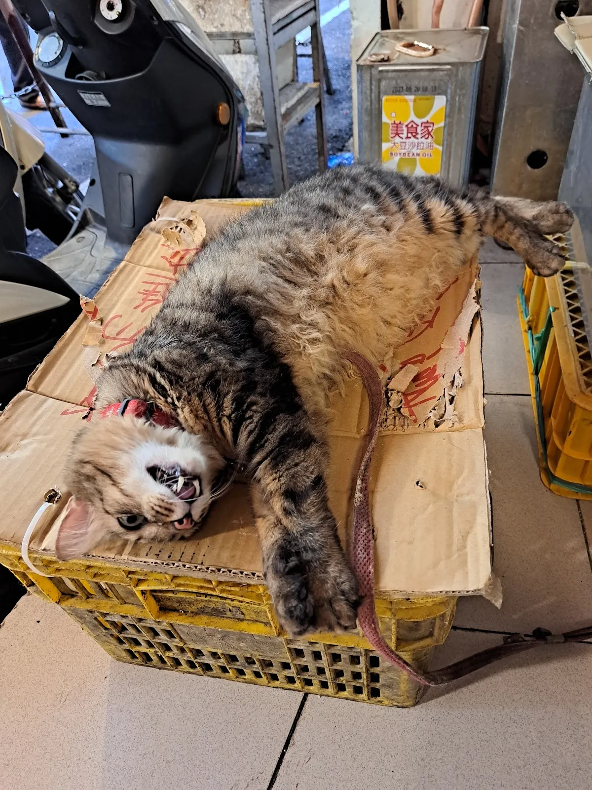 南勢角動物醫院