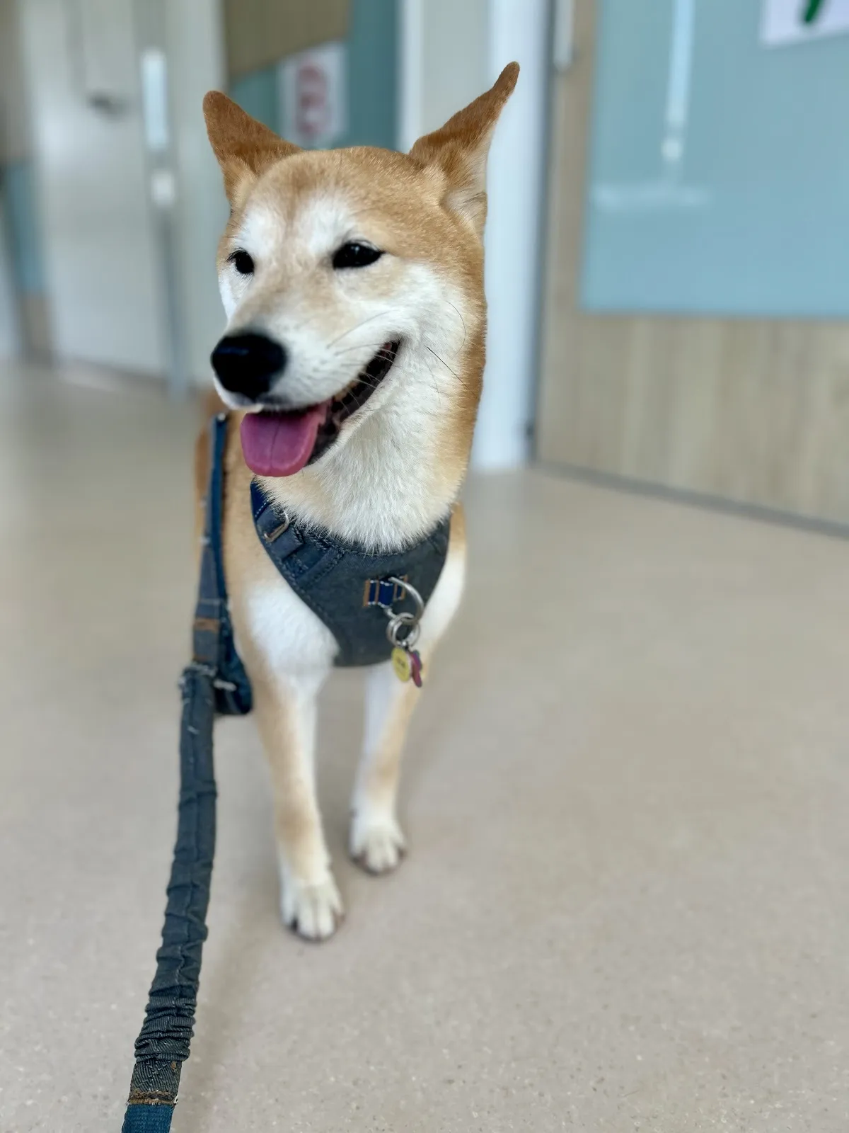 宏愛犬貓專科醫院