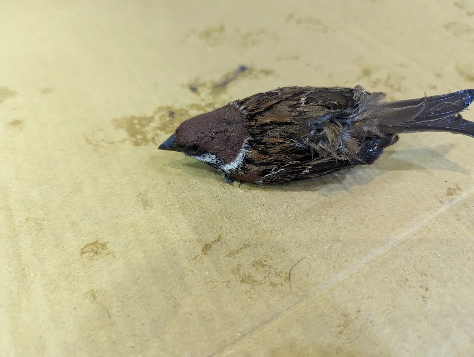 凡賽爾賽鴿動物醫院