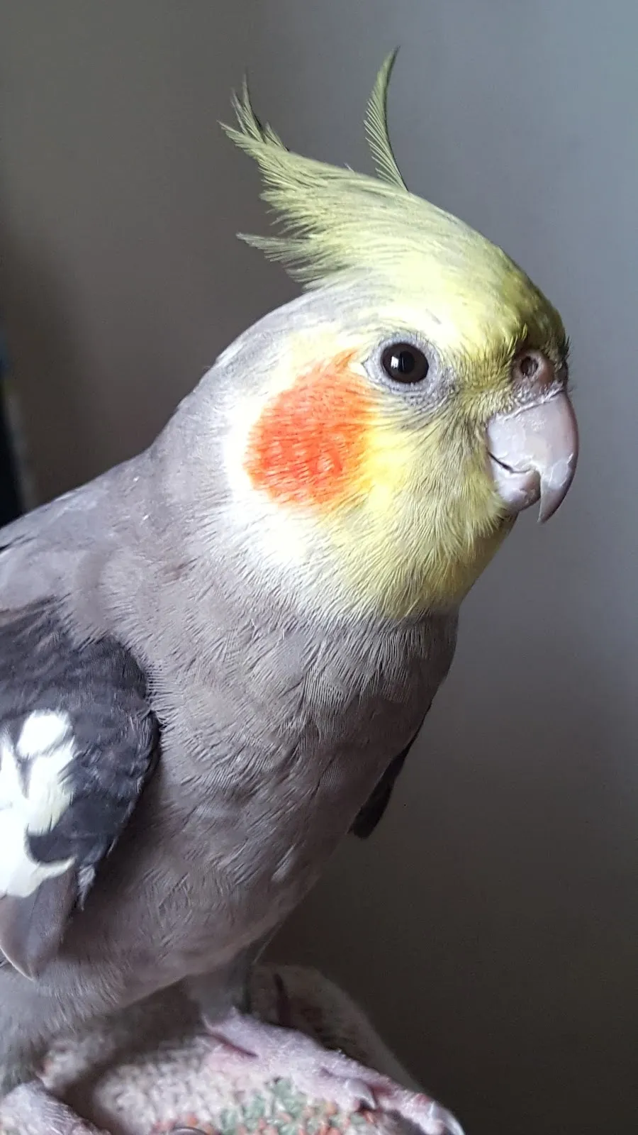 凡賽爾賽鴿動物醫院