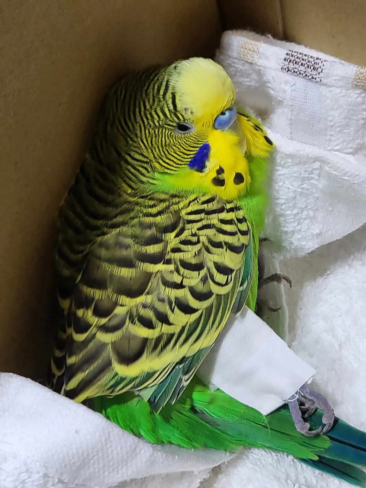 凡賽爾賽鴿動物醫院