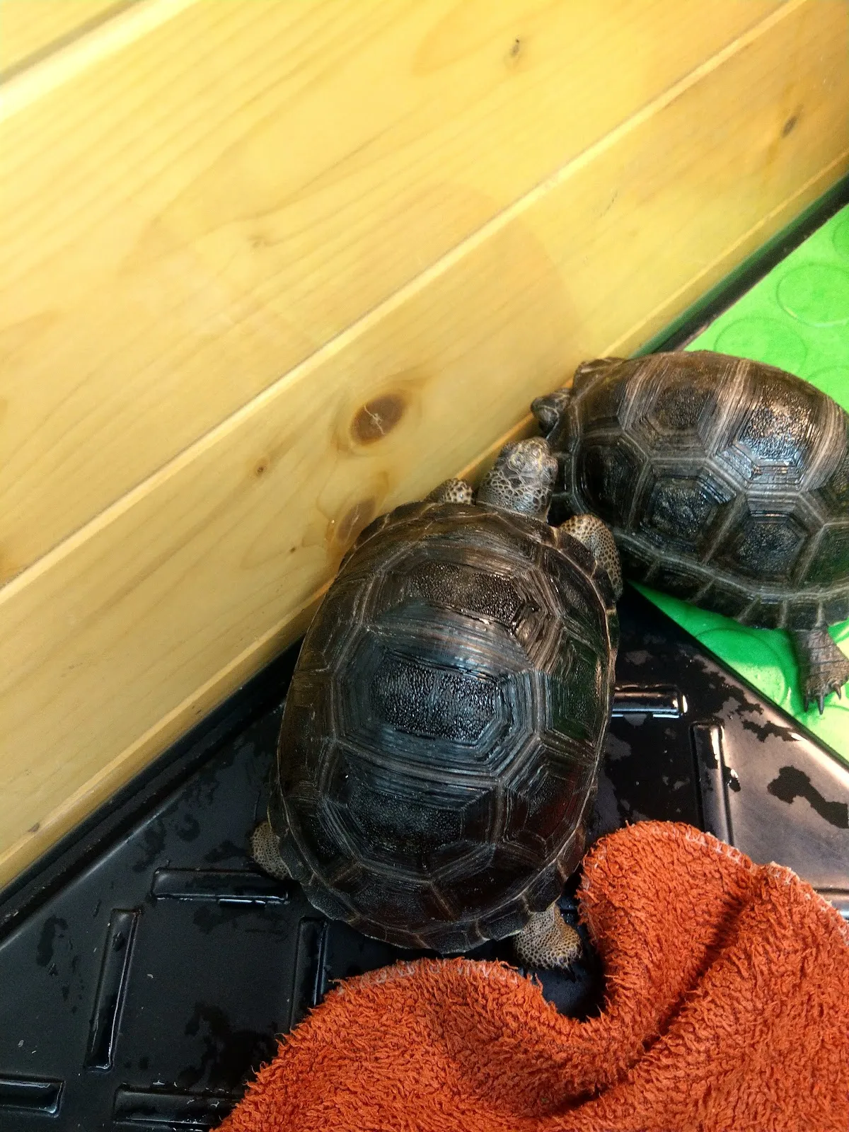 凡賽爾賽鴿動物醫院