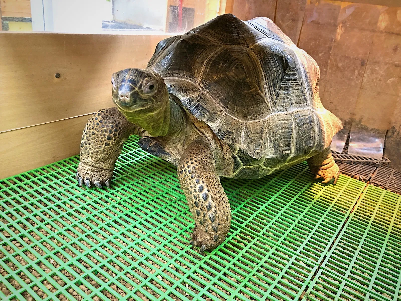 凡賽爾賽鴿動物醫院