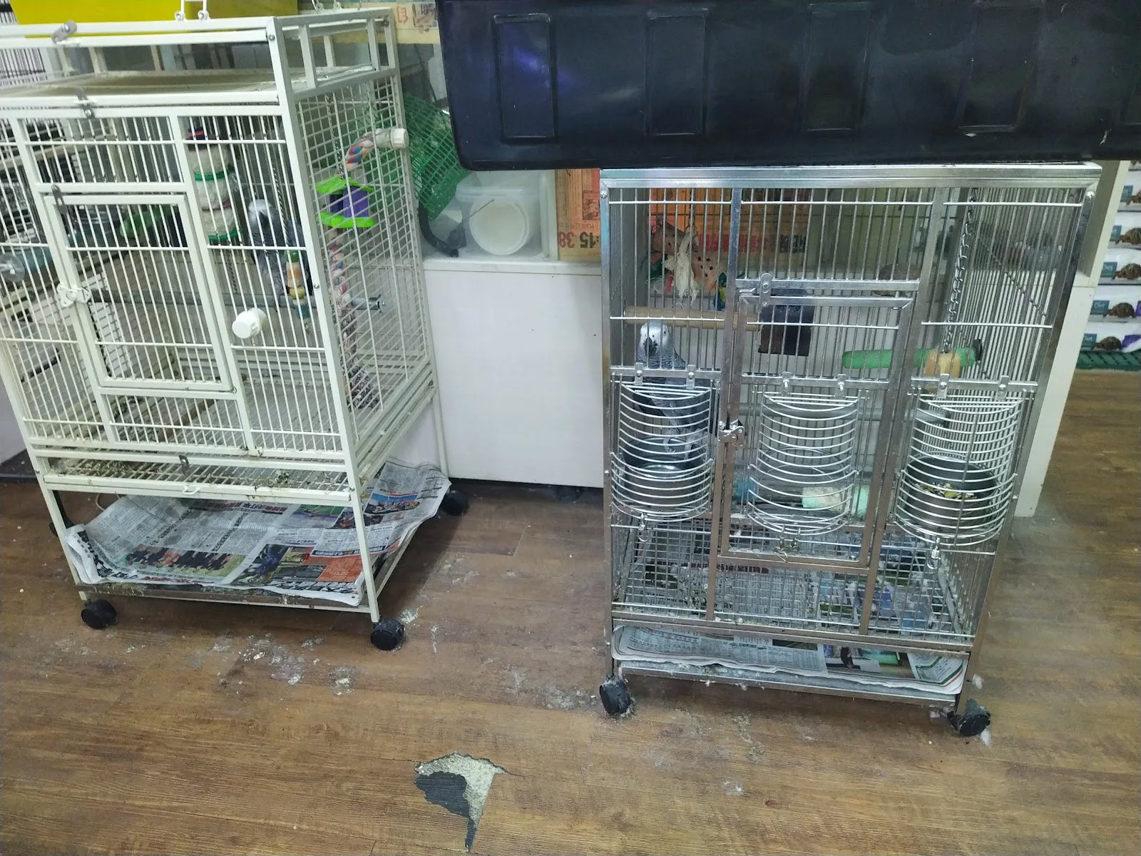 凡賽爾賽鴿動物醫院