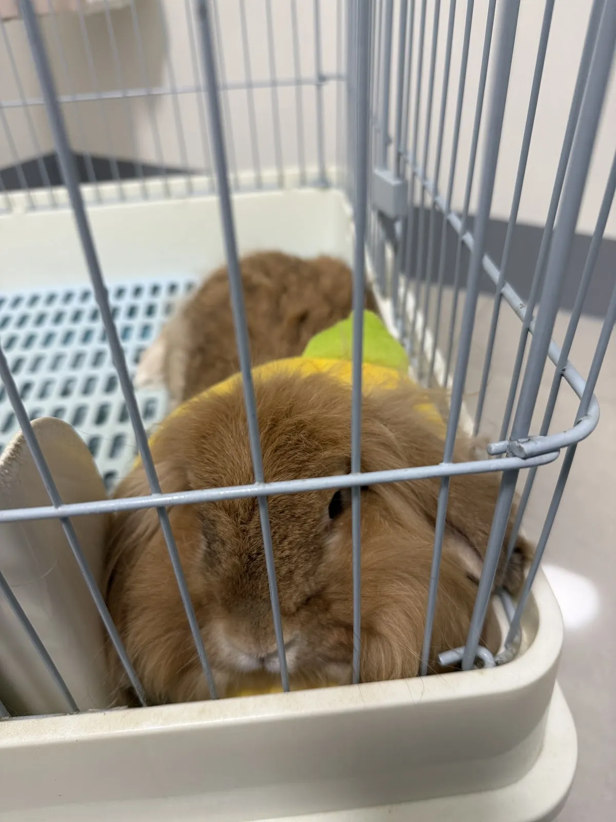 肯亞特殊寵物專科醫院