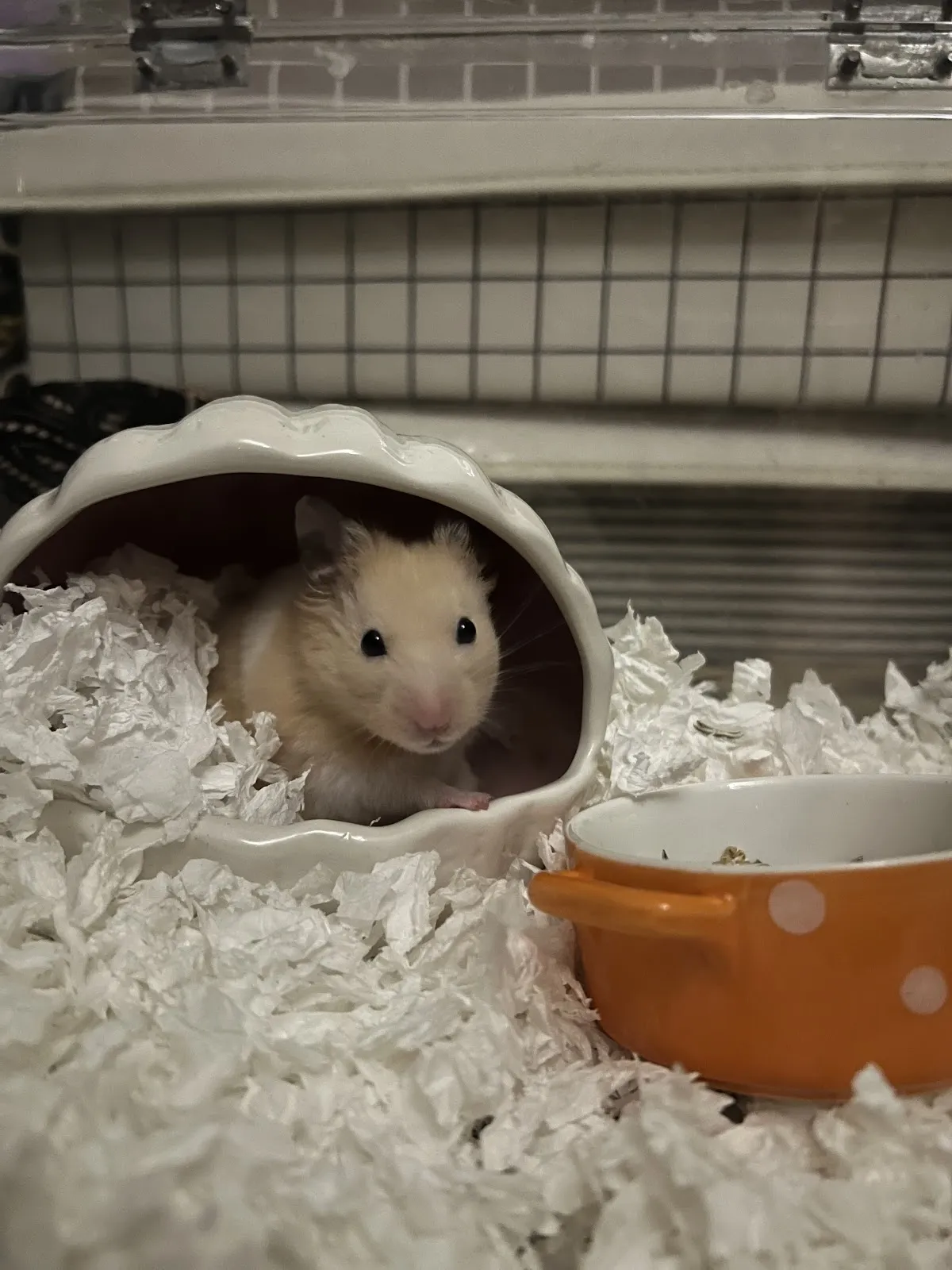 肯亞特殊寵物專科醫院