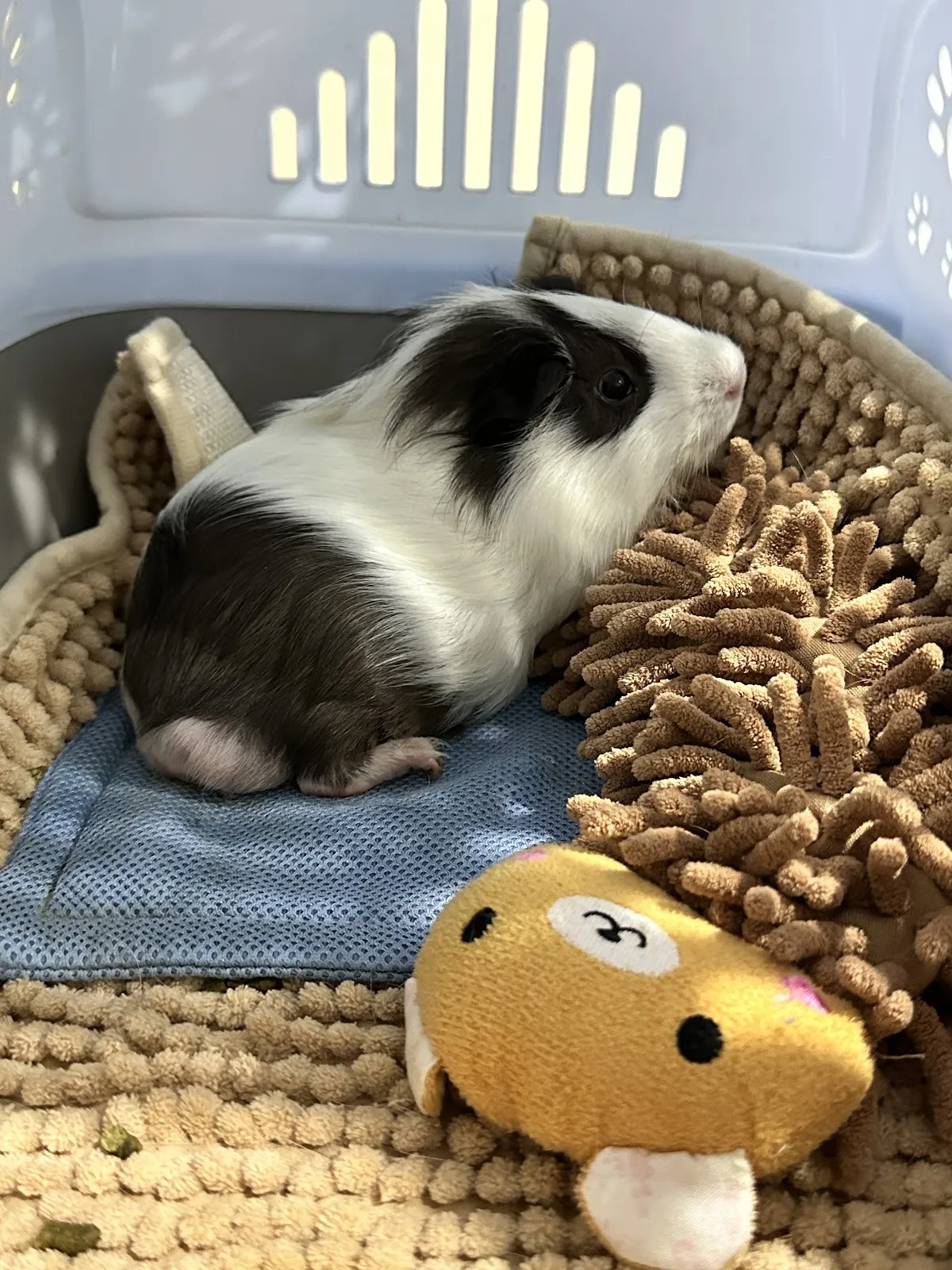 肯亞特殊寵物專科醫院