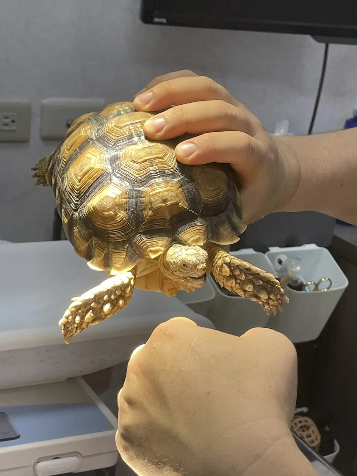 肯亞特殊寵物專科醫院