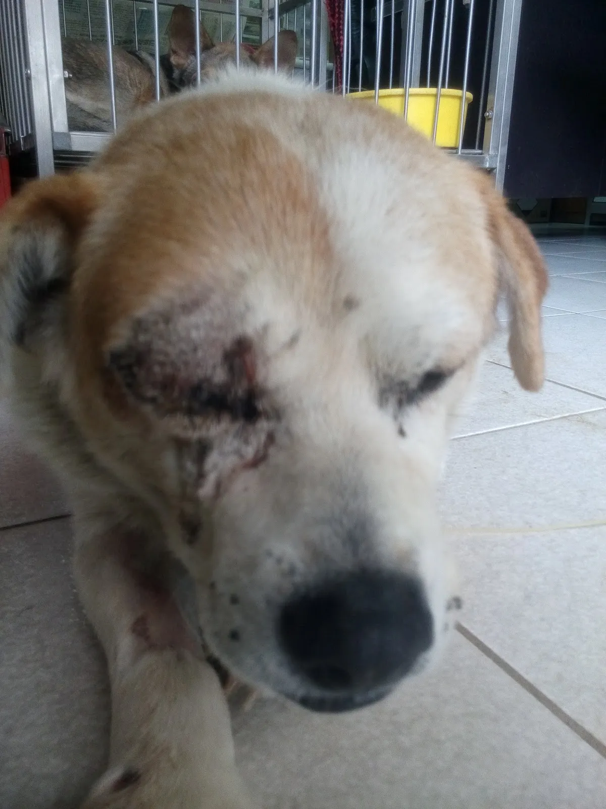 信達犬貓專科醫院