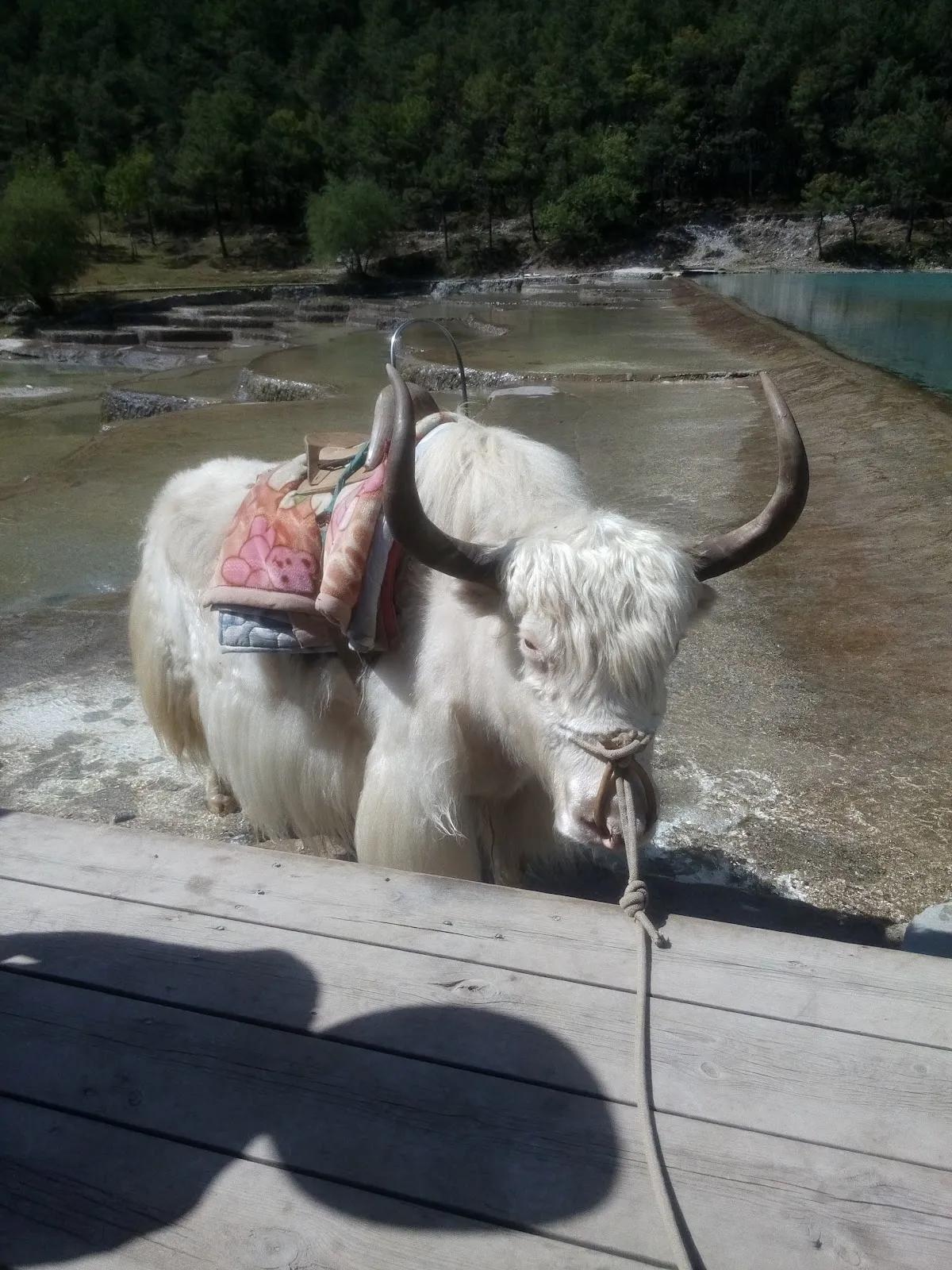 信達犬貓專科醫院