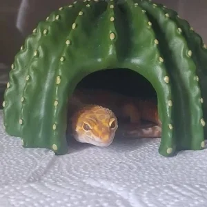 肉桂