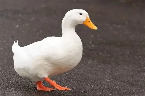 陳俊誠