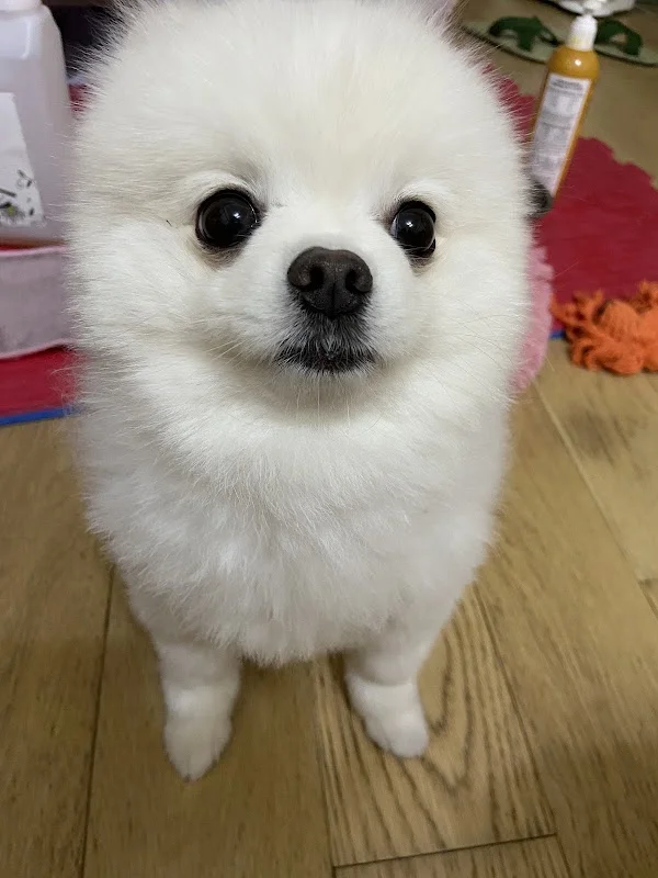 幸福寵物用品社