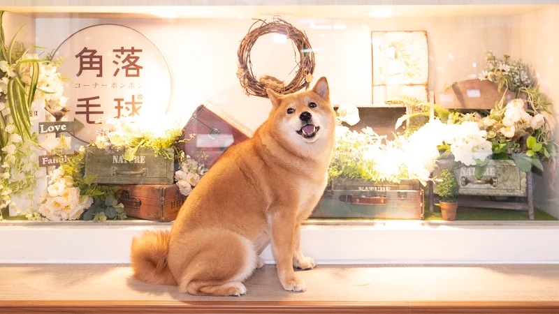 角落毛球寵物沐浴生活館