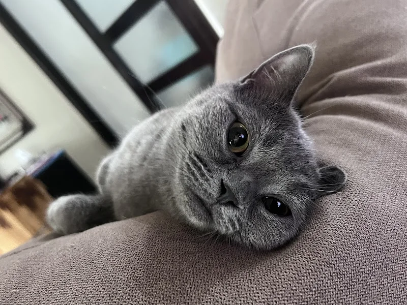 帕妃寵物用品社