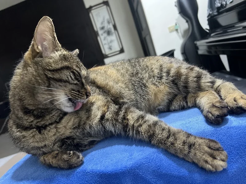 帕妃寵物用品社