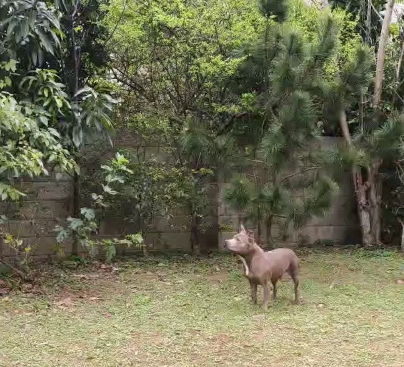 帕妃寵物用品社