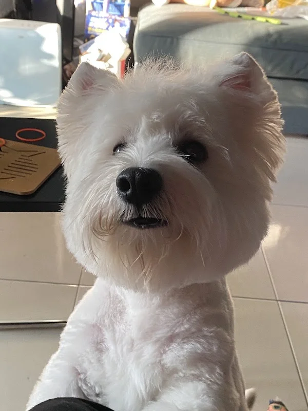 阿布幾寵物沙龍