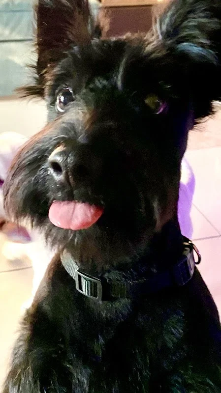 阿布幾寵物沙龍