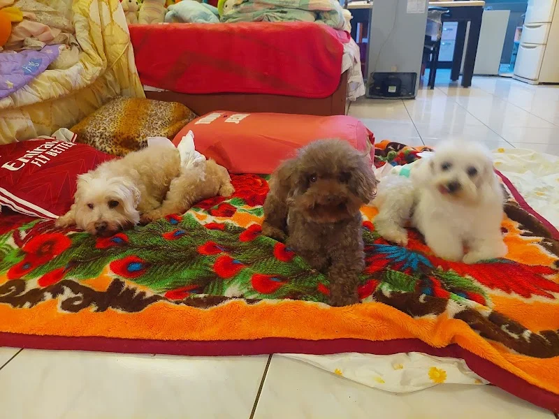 植寧寵物芳療美容作坊