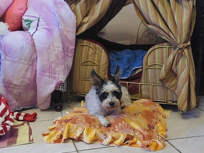 植寧寵物芳療美容作坊