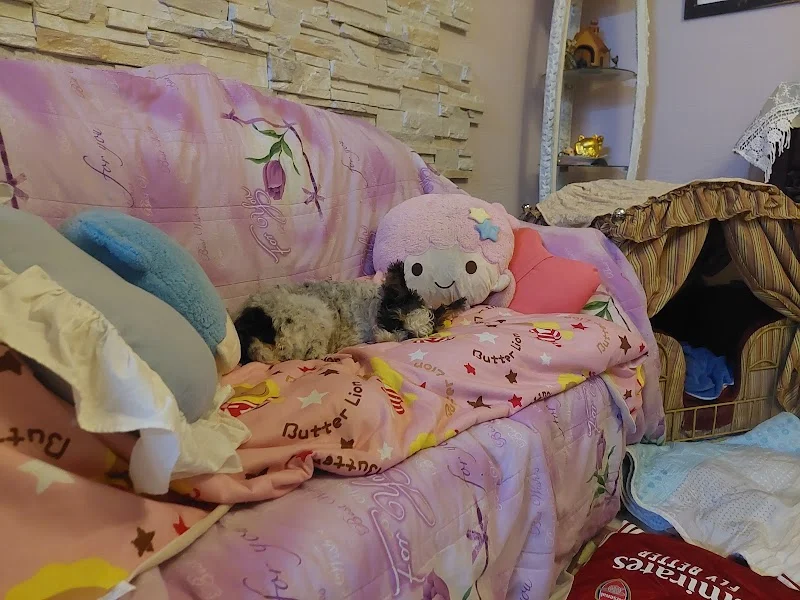 植寧寵物芳療美容作坊