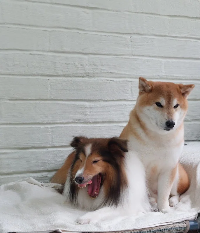 植寧寵物芳療美容作坊