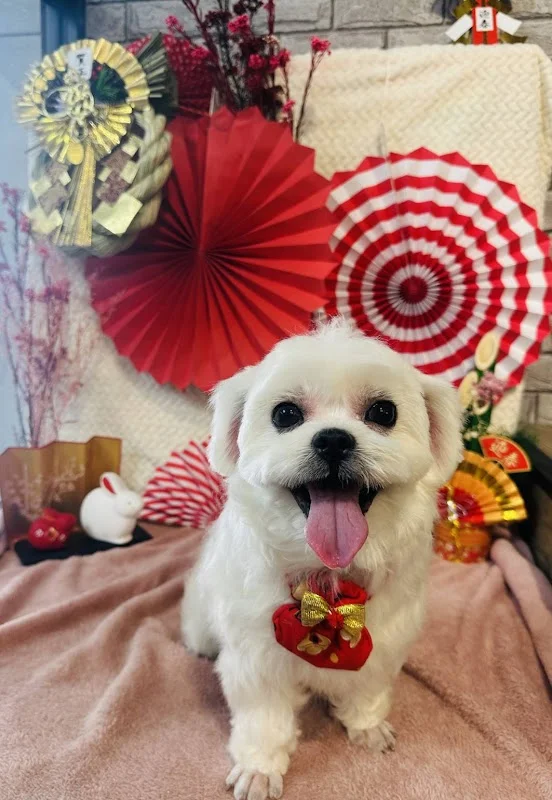 毛毛之家寵物沙龍