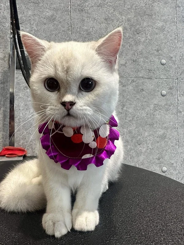 毛毛之家寵物沙龍