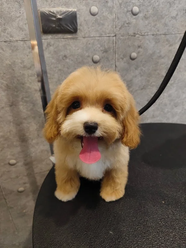 毛毛之家寵物沙龍