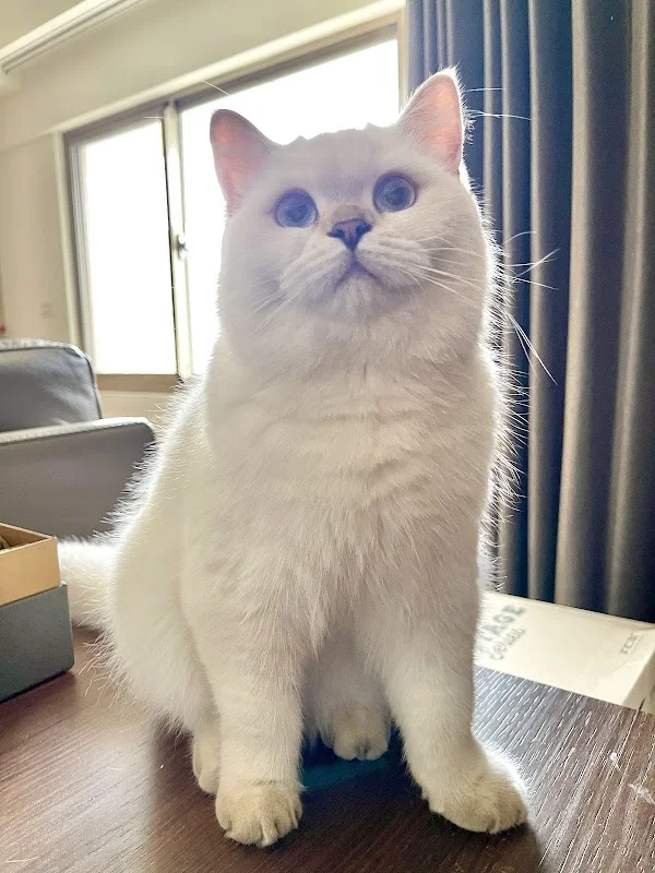 芭亞思特喵宅社