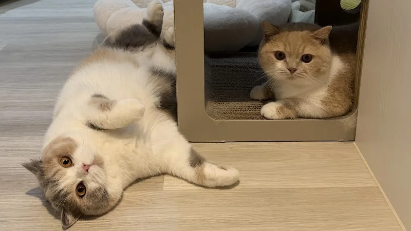 芭亞思特喵宅社