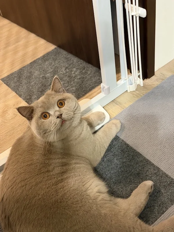 芭亞思特喵宅社