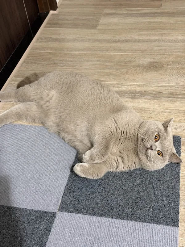 芭亞思特喵宅社