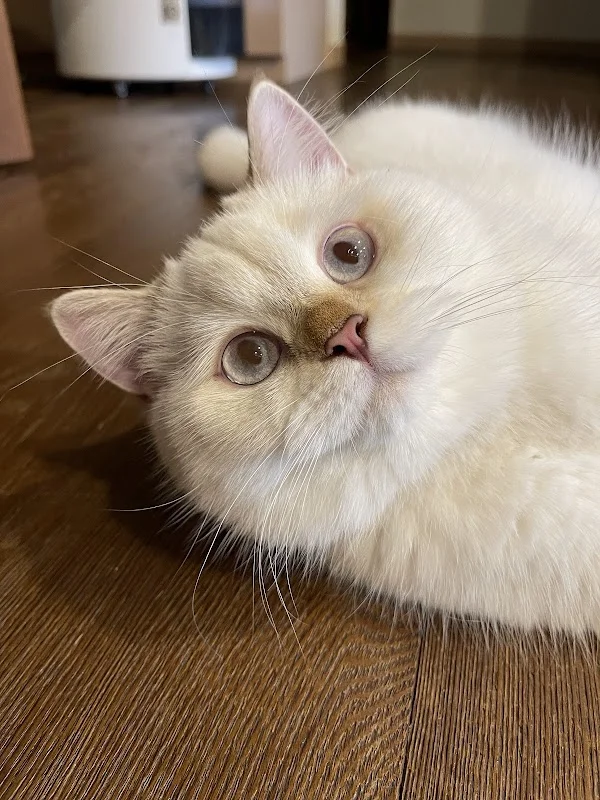 芭亞思特喵宅社