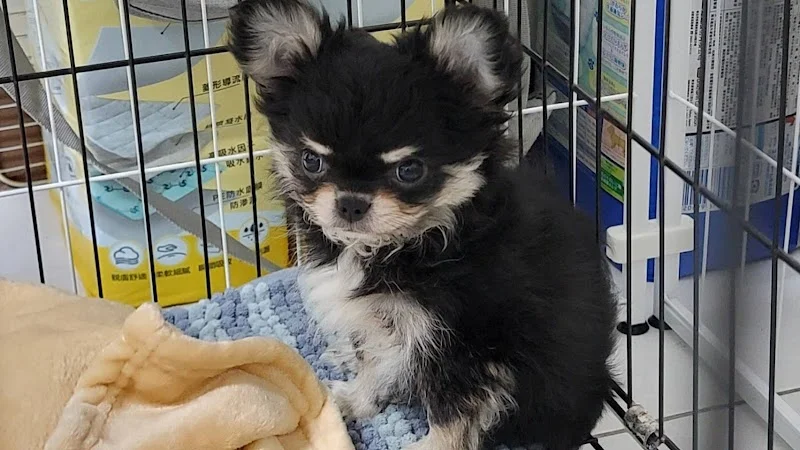 蔓菲吉娃娃犬舍