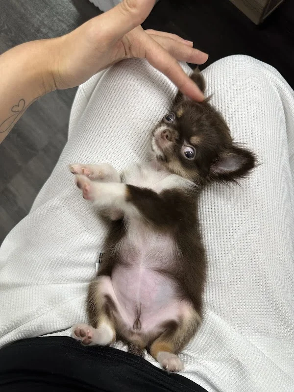 蔓菲吉娃娃犬舍