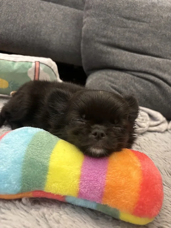 蔓菲吉娃娃犬舍