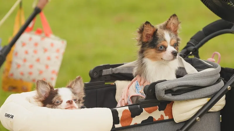 蔓菲吉娃娃犬舍