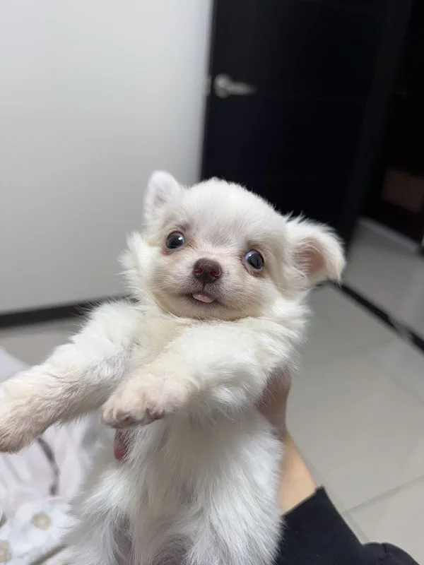 蔓菲吉娃娃犬舍