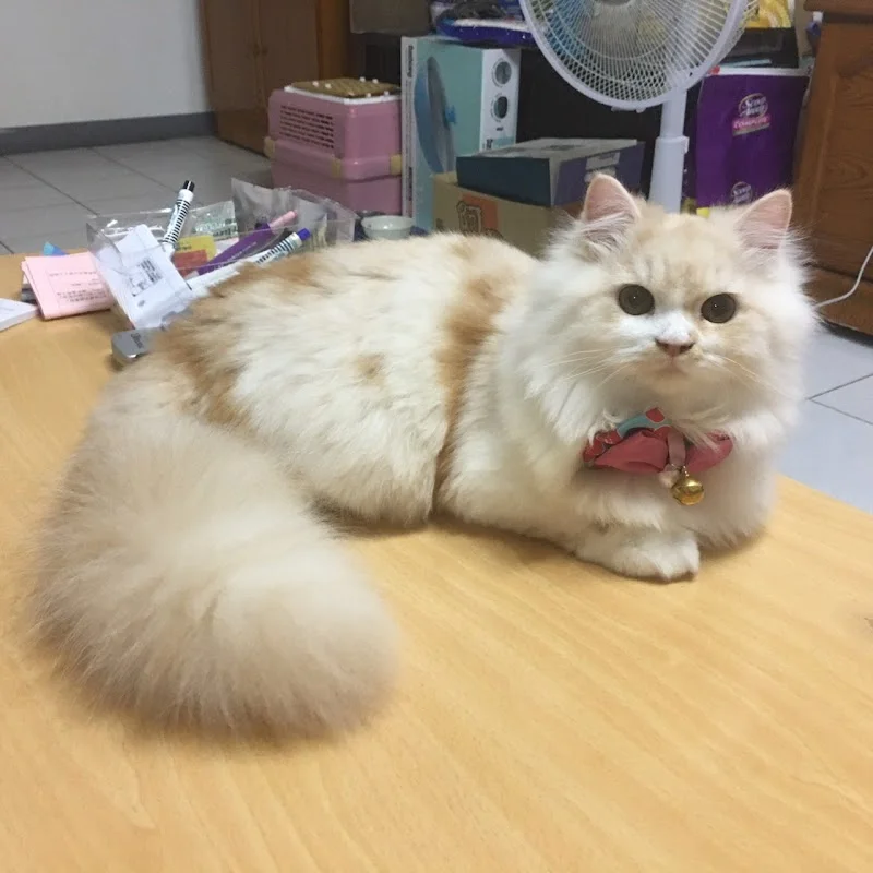 小小貓舍寵物店