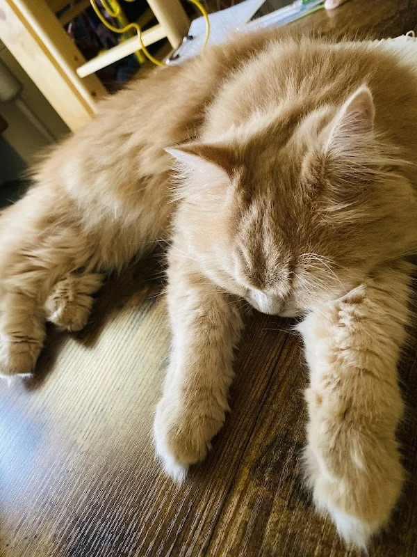 小小貓舍寵物店