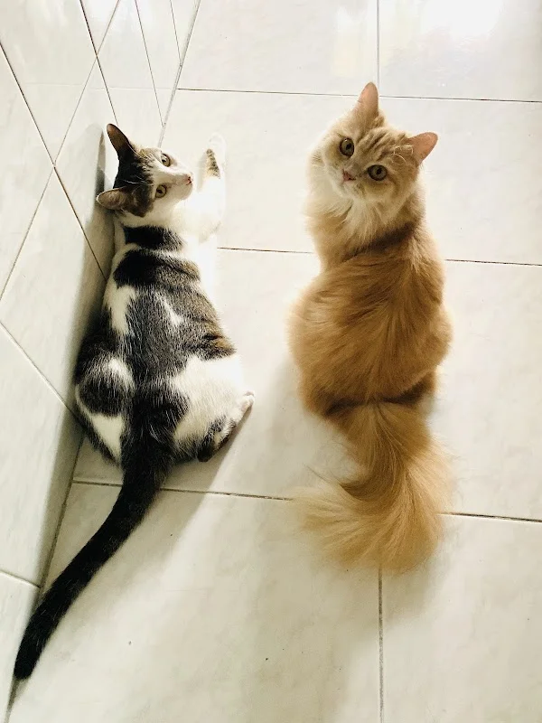 小小貓舍寵物店